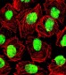 NCL Antibody (Center P291)